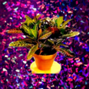 mitchtheficus avatar