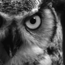 morowl avatar