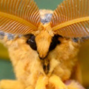 mothbuddies avatar