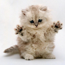 motivationalkittens avatar