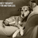 mybestiehas4paws-blog avatar