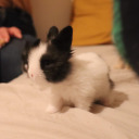 mybunnybabies avatar