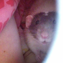 myrattiebabies avatar