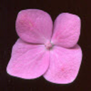 nantuckethydrangea avatar