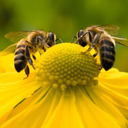 naturalscienceofhoneybees avatar