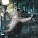 newyorksloths avatar