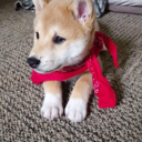 nuggetshiba avatar