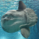 ocean-sunfish-apathy avatar