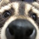 offtherailsraccoon avatar