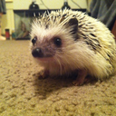 olivethehedgehog avatar