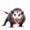 opossummemes avatar