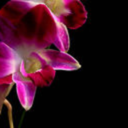 orchidee avatar