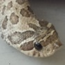 orsonthehognose-blog avatar