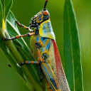 orthopterous avatar