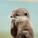 ottercious avatar