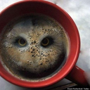 owl-tea avatar