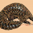 pangolinmoop avatar