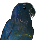 parrotproducts avatar