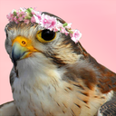 pastelfalcon-blog avatar