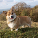 patristic-corgis avatar