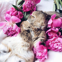 peonies-and-bunnies avatar