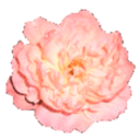 peonymoss avatar