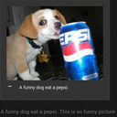 pepsidog1999 avatar