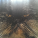 persiancatpunky avatar