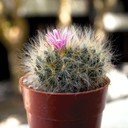 pinkactus avatar