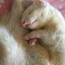 playdohtheferret-blog avatar