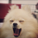 pomeranians-everywhere-blog avatar