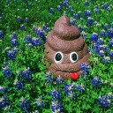 poopingonbluebonnets avatar