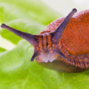 porchslug avatar