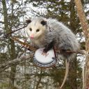 possumwoodpie avatar