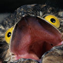 potoo-nest-is-garbage-nest avatar