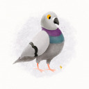 potterpigeonracing avatar