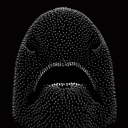 pricklyshark avatar