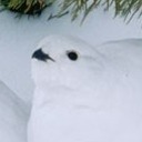 ptarmiganlettercarrier avatar