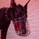 puppyboygoth avatar