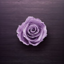 purple-viola avatar