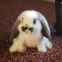 rabbitswillruletheworld avatar