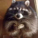 raccoonattack avatar