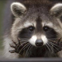 raccoons-for-life avatar