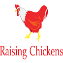 raisingchicken avatar