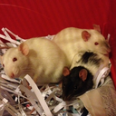 ratty-tails avatar