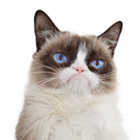 realgrumpycat avatar