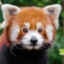 redcoloredpanda avatar