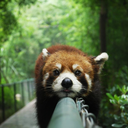 redpandaloki avatar