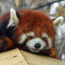 redpandanormalpanda avatar