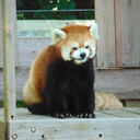 redpandaparadise avatar